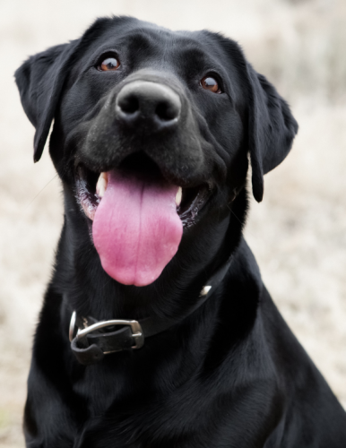 Home_Section1_Image2